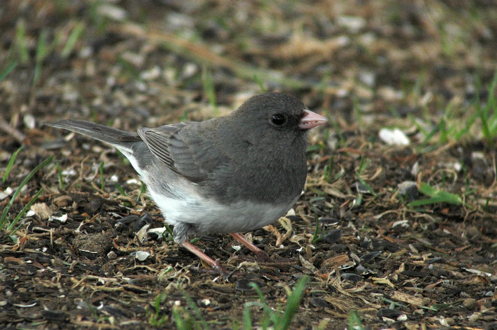 Junco, Dark-eyed, 2006-04149788 Wachusette Meadows, MA.JPG - Dark-eyed Junco, Wachusett Meadow Wildlife Sanctuary, MA, 4-2006